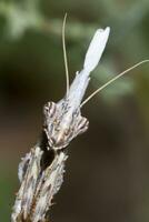 empusa pennata vicino su foto