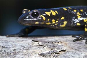 fuoco salamandra vicino su foto