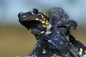 fuoco salamandra vicino su foto