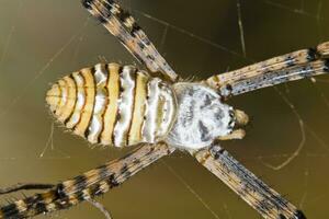 globo tessitura ragno - argiope bruennichi foto