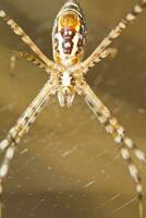 banded giardino ragno - argiope trifasciata foto