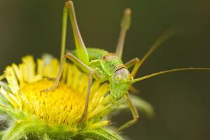 grande verde cespuglio cricket - tettigonia viridissima foto