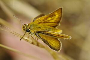 lulworth skipper - thymelicus azione foto