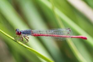 piccolo rosso damselfly - ceriagrion tenellum foto