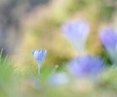 singolo croco primavera fiore con simpatico bokeh foto