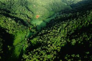 alto angolo foresta e verde alberi foto