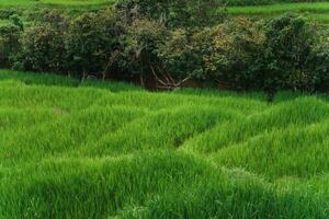 verde riso i campi a il campagna foto