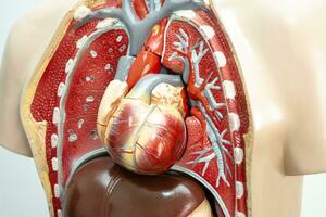 umano cuore sistema modello anatomia per medico formazione corso, insegnamento medicina formazione scolastica. foto