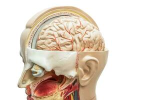 umano cervello modello di testa anatomia per medico formazione corso, insegnamento medicina formazione scolastica. foto