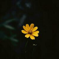 singolo giallo fiore nel un' buio foto