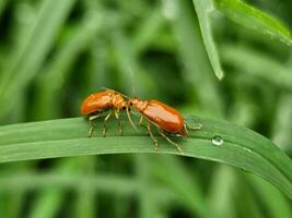 rosso zucca scarafaggio, rosso piccolo bug siamo insieme su il verde foglia. foto