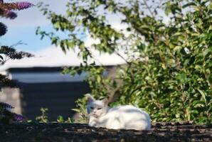 carino gattino è in posa nel il casa giardino a lutone, Inghilterra UK foto