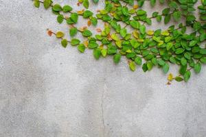 bottoni cappotto o margherita messicana sul muro di cemento, copyspace foto