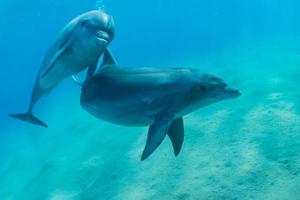 delfino che nuota nel mar rosso, eilat israele foto