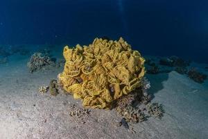 barriera corallina e piante acquatiche nel mar rosso, eilat israele foto