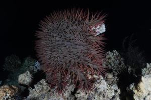 barriera corallina e piante acquatiche nel mar rosso, eilat israele foto