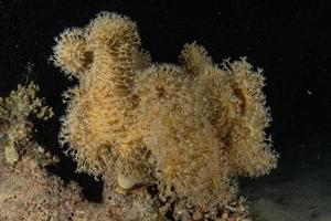 barriera corallina e piante acquatiche nel mar rosso, eilat israele foto