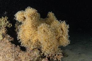 barriera corallina e piante acquatiche nel mar rosso, eilat israele foto