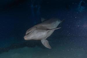 delfino che nuota nel mar rosso, eilat israele foto