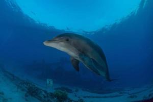 delfino che nuota nel mar rosso, eilat israele