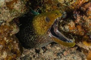 murena mooray lycodontis undulatus nel mar rosso, eilat israele foto