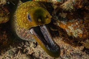 murena mooray lycodontis undulatus nel mar rosso, eilat israele foto