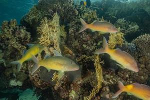 i pesci nuotano nel mar rosso, pesci colorati, eilat israele foto