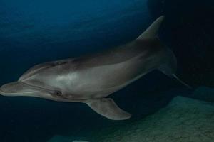 delfino che nuota nel mar rosso, eilat israele