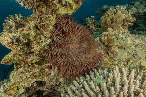 barriera corallina e piante acquatiche nel mar rosso, eilat israele foto