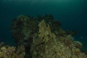 barriera corallina e piante acquatiche nel mar rosso, eilat israele foto