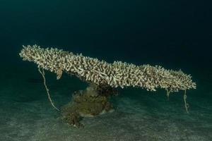 barriera corallina e piante acquatiche nel mar rosso, eilat israele foto