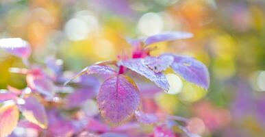 bellissimo autunno luminosa rosa-viola le foglie vicino su su sfocato multicolore naturale sfondo. foto