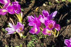 meraviglioso illuminata dal sole dolce rosa crochi su fiore letto. superiore Visualizza. illuminata dal sole fiore letto con ombre. foto