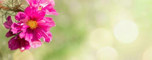 illuminata dal sole uno rosa margherita o cosmea fiore vicino su su verde sfocato sfondo. floreale striscione. copia spazio foto