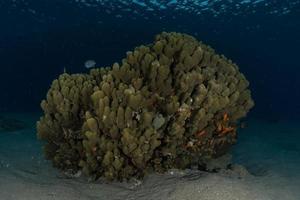 barriera corallina e piante acquatiche nel mar rosso, eilat israele foto