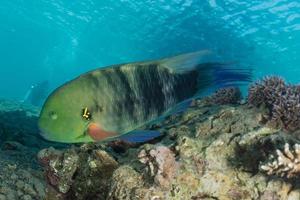 i pesci nuotano nel mar rosso, pesci colorati, eilat israele foto