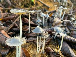 coprinopsis lagopus fungo o comunemente chiamato coniglio piede fungo foto