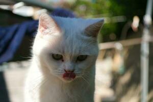 carino gattino è in posa nel il casa giardino a lutone, Inghilterra UK foto