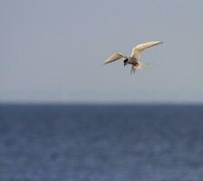 allevamento adulto Comune sterna, sterno Hirundo, Kalmar, Svezia foto