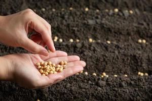 donna che pianta i semi di soia nello spazio del terreno fertile per il testo. foto