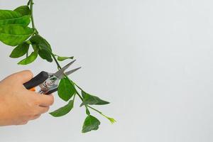 i giardinieri potano le piante con le cesoie per tagliare piante bellissime. foto