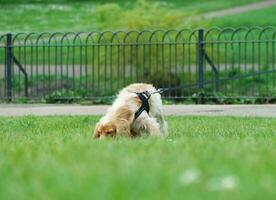 carino animale domestico cane su camminare a Locale pubblico parco di Londra Inghilterra UK. foto