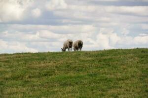 bellissimo Basso angolo Visualizza di Britannico agnello e pecora aziende agricole a superiore domenica parco lutone, Inghilterra UK. Immagine era catturato su agosto 15, 2023 durante tramonto a campagna di UK foto