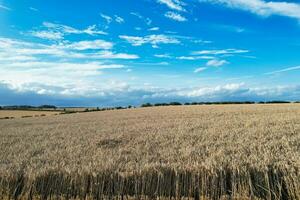 alto angolo metraggio di Britannico agricolo aziende agricole a campagna paesaggio nelle vicinanze luton città di Inghilterra grande Gran Bretagna di UK. metraggio era catturato con di droni telecamera su agosto 19, 2023 foto