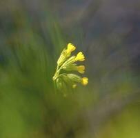 primula volgare, il Comune primula, nel verde bokeh sfondo foto