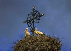 Due europeo bianca cicogne, ciconia, nel il nido foto