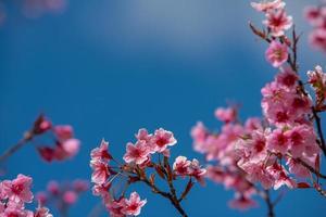 bellissimo sakura o fiore di ciliegio in primavera foto