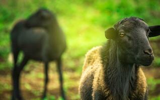 foto di un' pecora mangiare erba, ritratto di un' pecora nel il campo, vicino su di un' coppia di pecora nel il campo