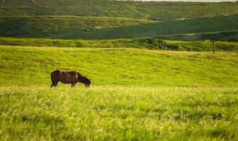 cavallo nel il verde campo mangiare erba, un' Marrone cavallo pascolo nel il verde campo foto