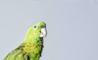 avvicinamento di un' verde piuma pappagallo, un' verde psittacoidea nel bianca sfondo, avvicinamento di un' verde pappagallo occhio con copia spazio foto